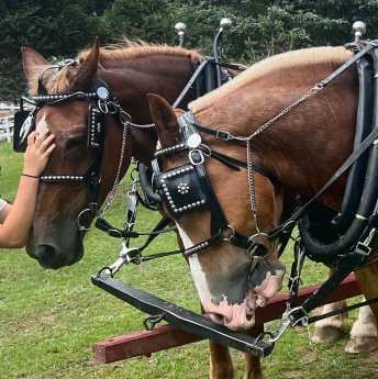 Horses that draw our Wagon for rides