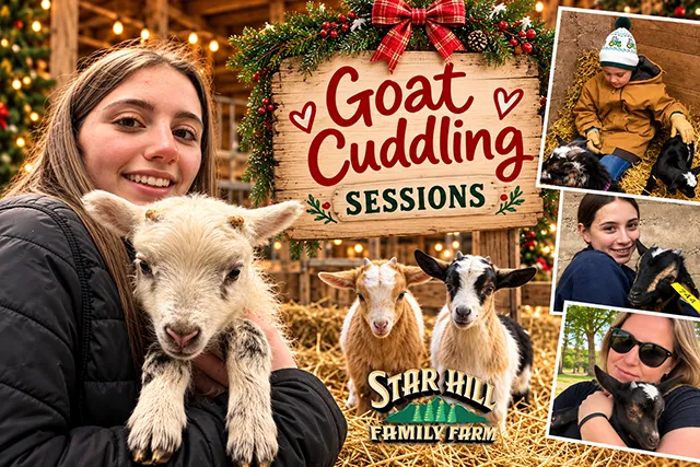 Goat Cuddling Sessions - Star Hill Farm's visitors interacting with goats. Goat Cuddling Sessions - Several pictures of Star Hill Farm's visitors interacting with goats.