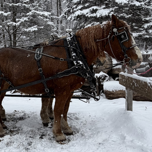 Horse-drawn Wagon Rides at Star Hill Family Farm