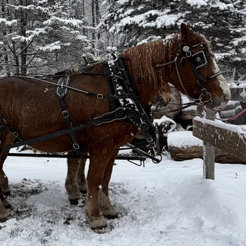 Horse-drawn Wagon Rides at Star Hill Family Farm