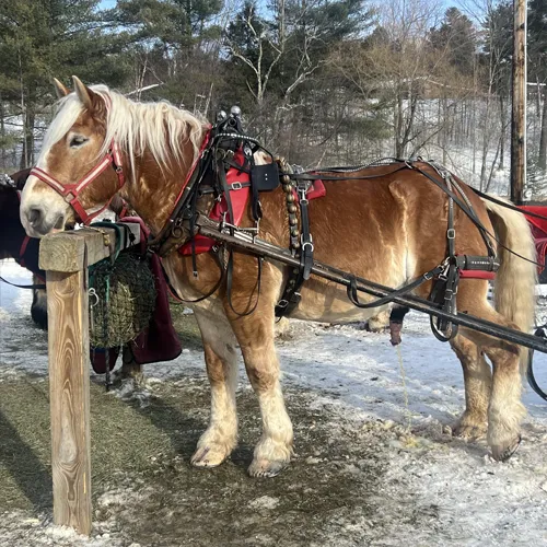 Horse-drawn Wagon Rides at Star Hill Family Farm