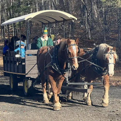 Horse-drawn Wagon Rides at Star Hill Family Farm