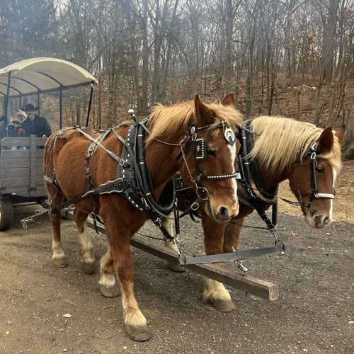 Horse-drawn Wagon Rides at Star Hill Family Farm