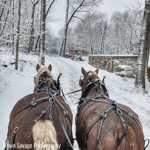 Horse-drawn Wagon Rides at Star Hill Family Farm