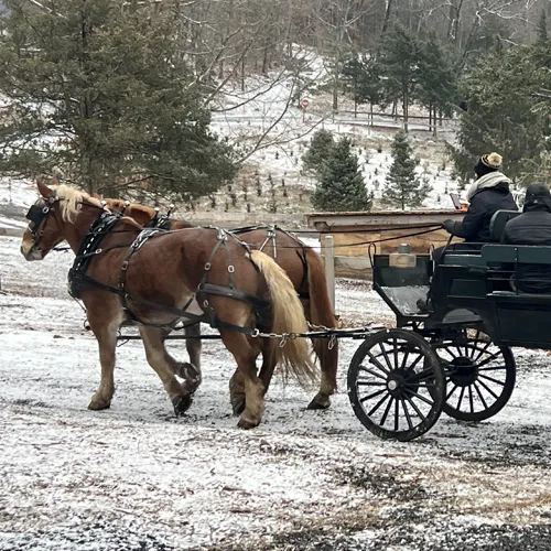 Horse-drawn Wagon Rides at Star Hill Family Farm