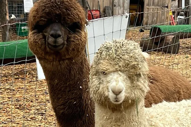 StarHillAnimals002