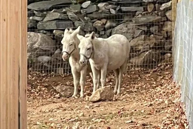 StarHillAnimals003