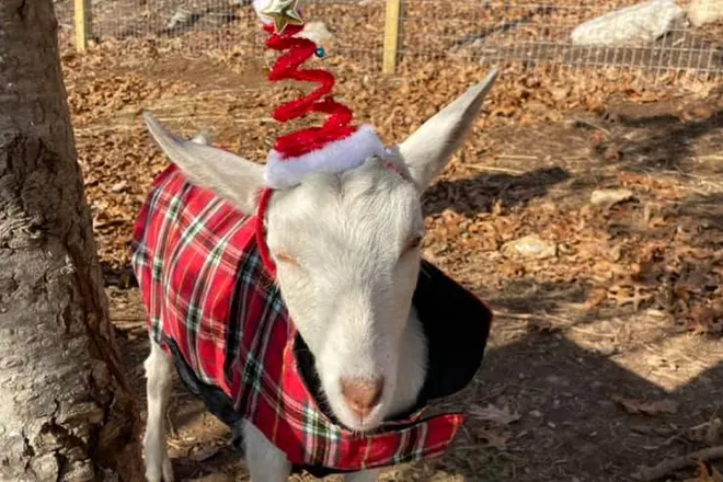 StarHillAnimals004