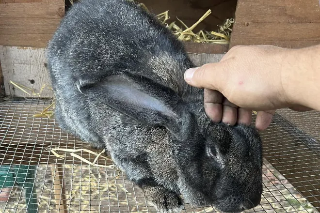 StarHillAnimals007