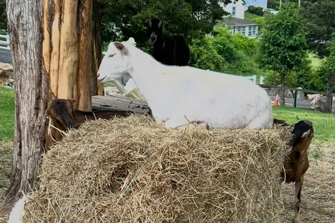 StarHillAnimals009