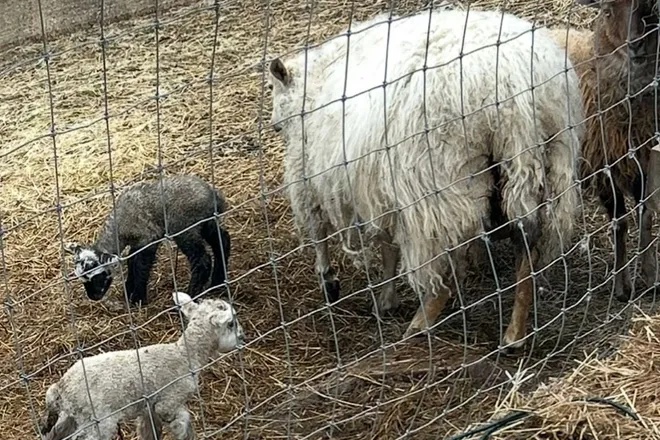 StarHillAnimals010