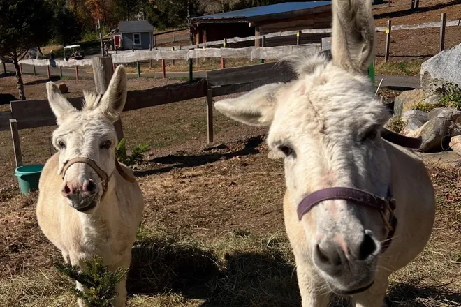 StarHillAnimals011