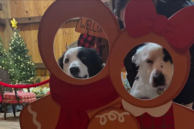 StarHillAnimals012
